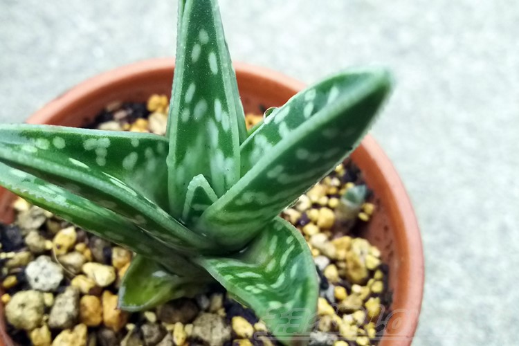 アロエのおやっさんが大好きな「千代田錦」に、とうとうBaby誕生