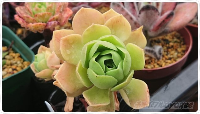 これ、似てるね！？」シリーズ vol.2｜「サン美人」「女美月」「バイオ