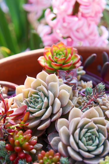 マーガレットレッピンの育て方。四季を通じた変化をお見せします、の巻