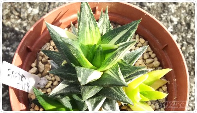 斑入りハオルチアの「良い子、悪い子、普通の子」［五重の塔錦・編