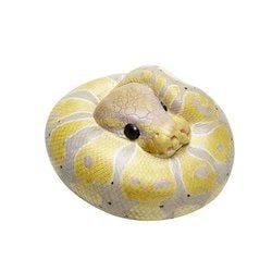 ヨドバシ.com - 動物の惑星 アニマルプラネット ボールニシキヘビ