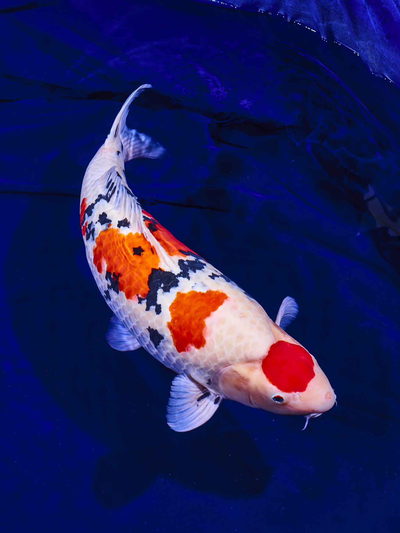 THE 1st. WORLD NISHIKIGOI SHOW 2024 | 【公式】広島の観光・旅行情報