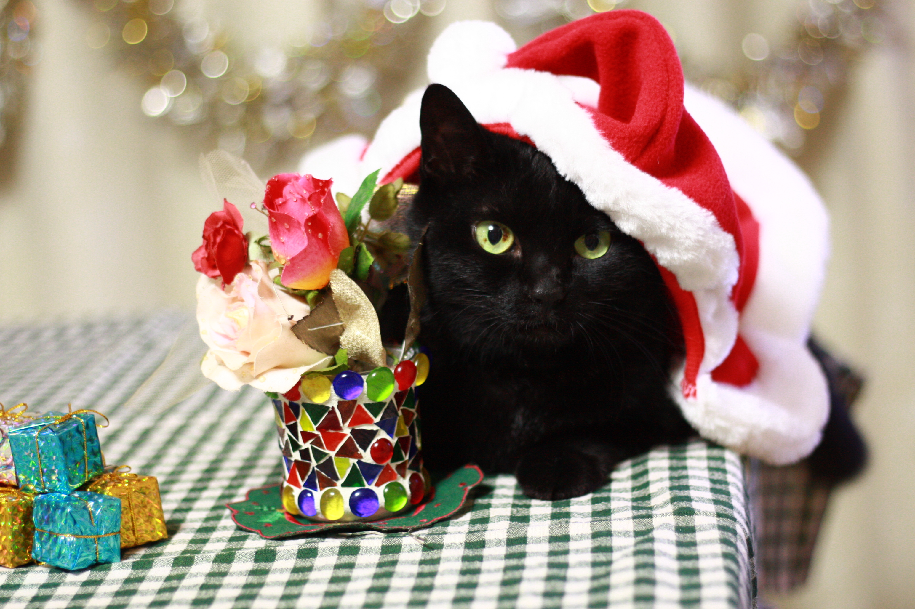 ワンちゃん猫ちゃんがサンタやトナカイに♪ クリスマスコスプレが可愛