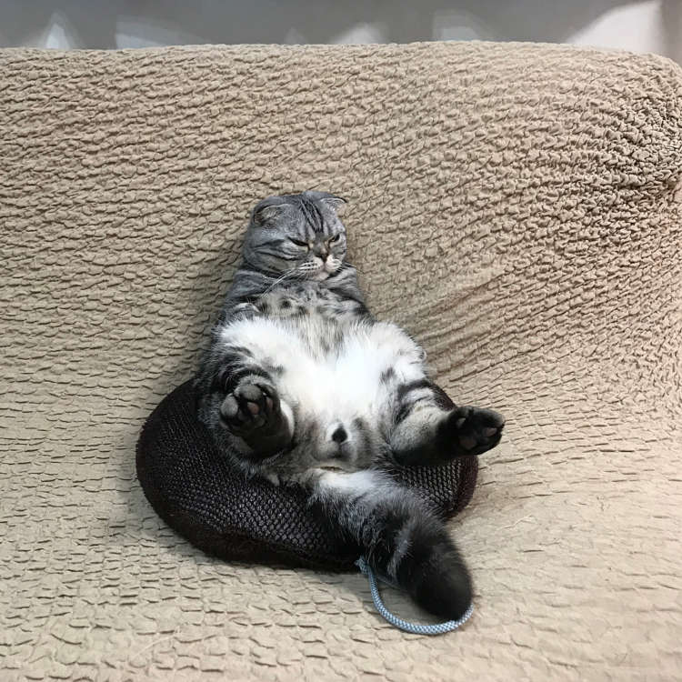 気持ちよすぎてペットも虜に？〝睡眠用たわし〟のすすめ | PECO（ペコ）