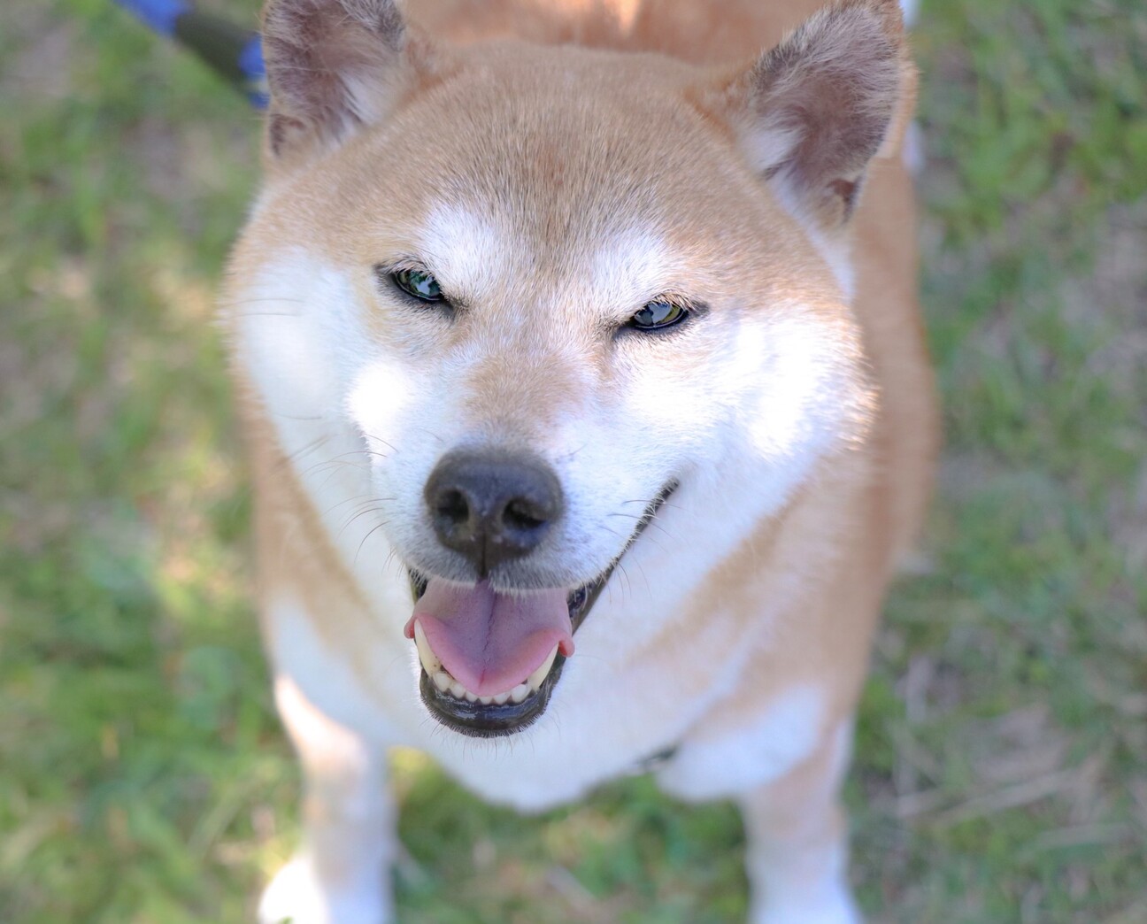 可愛い柴犬♡ちえちゃん」三重県 - 犬の里親募集(403714) 3枚目の画像