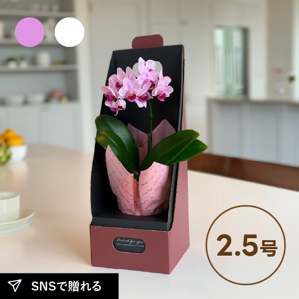 送料無料】椎名洋ラン園のマイクロ胡蝶蘭【2.5号 1本立】ギフト