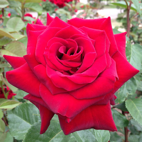 バラ苗(予約販売) 【シュワルツマドンナ】 2年大株苗 4号鉢