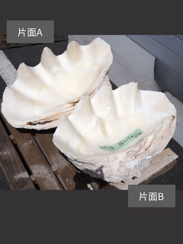 オオジャコガイ-おまかせ発送- 送料込み商品 貝殻