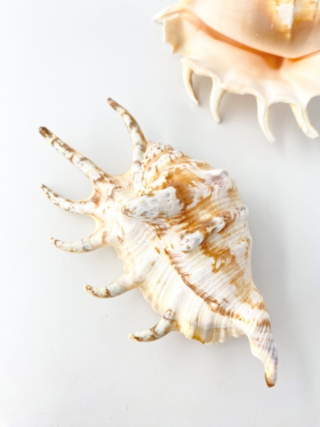 クモガイタイガー【11cm前後】En: Lambis Lambis - Tiger (size:11cm