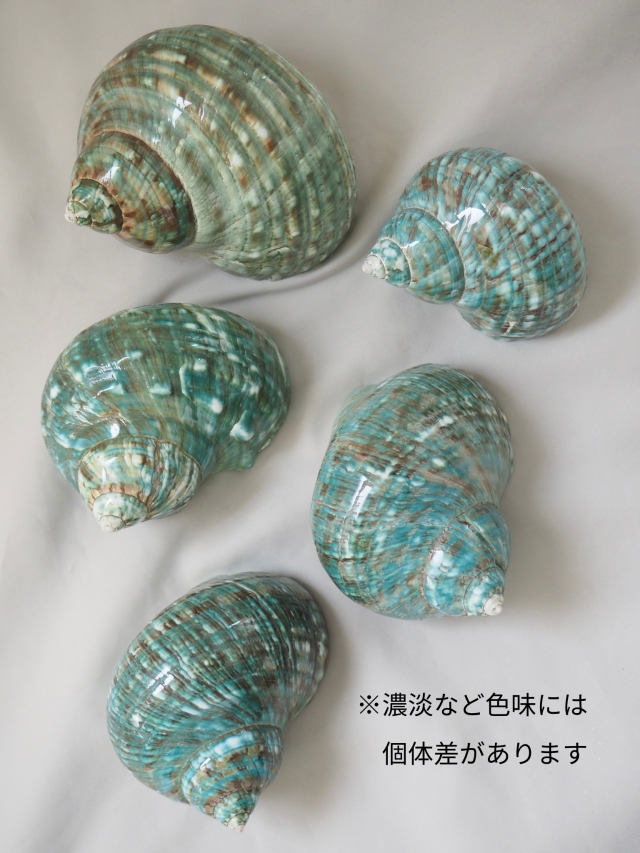 ターボブロゴスブルー磨き(アフリカヤコウガイ)【8cm前後/1個】En