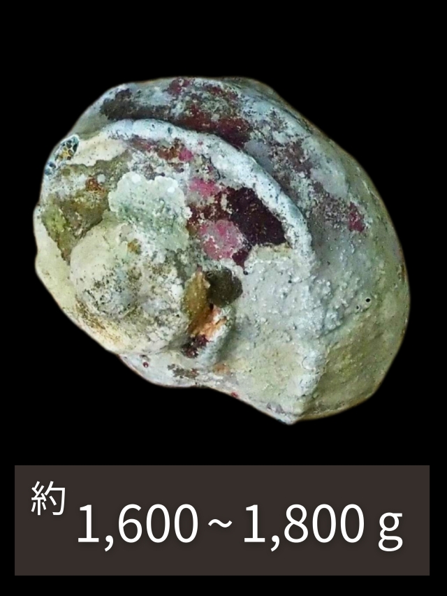 夜光貝【約1600～1800g/1個】En: Green Turbo Snail (Size:1600-1800g