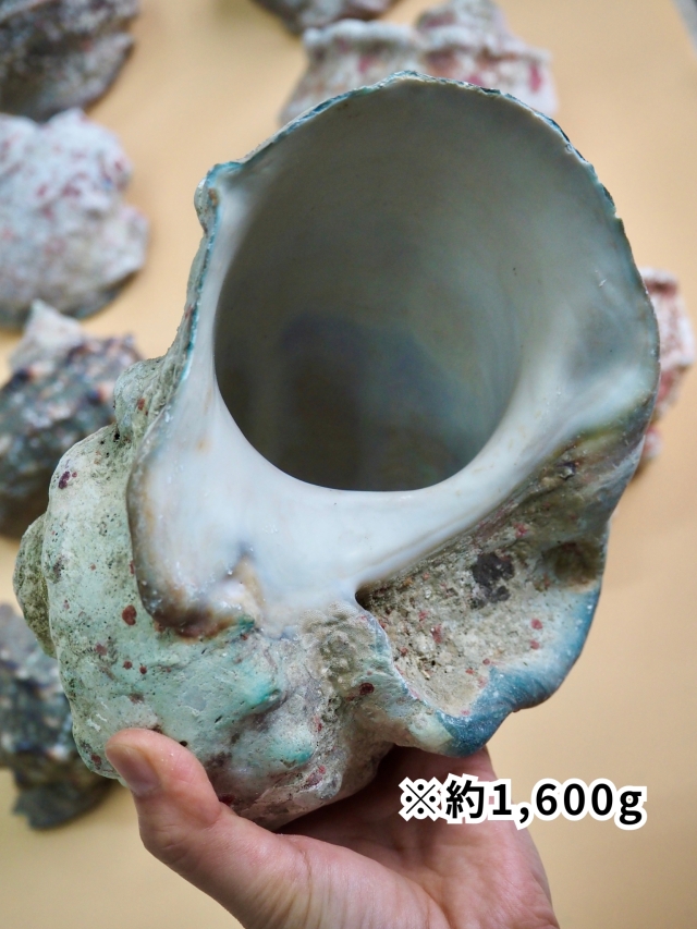 夜光貝【約1000～1299g/1個】EN:Green Turbo Snail (Size:1000-1299g