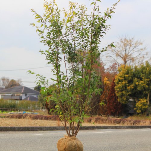 ハイノキを深く掘り下げてみる - 嘘はつけない庭屋の本音