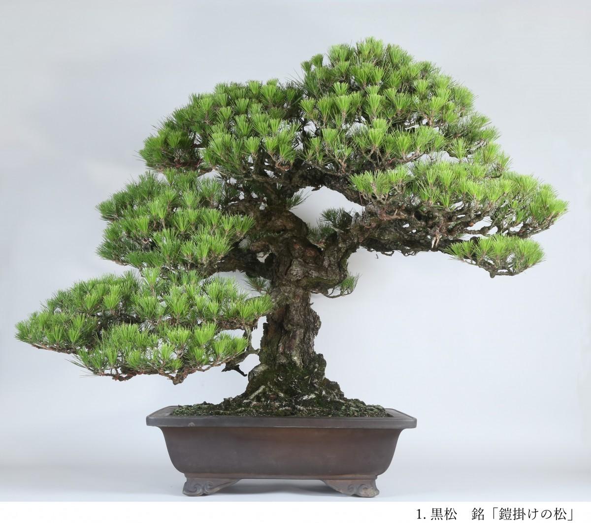 昭和記念公園で「春風盆栽展」 徳川慶喜遺愛の盆栽など100点以上展示