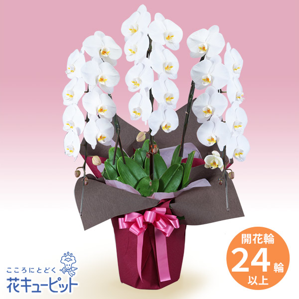 胡蝶蘭 3本立（開花輪白24以上）ピンク系ラッピング - 花鉢（胡蝶蘭