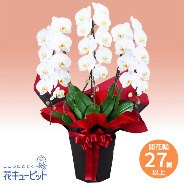 胡蝶蘭 3本立（開花輪白27以上）赤系ラッピング - 花鉢（胡蝶蘭・洋蘭
