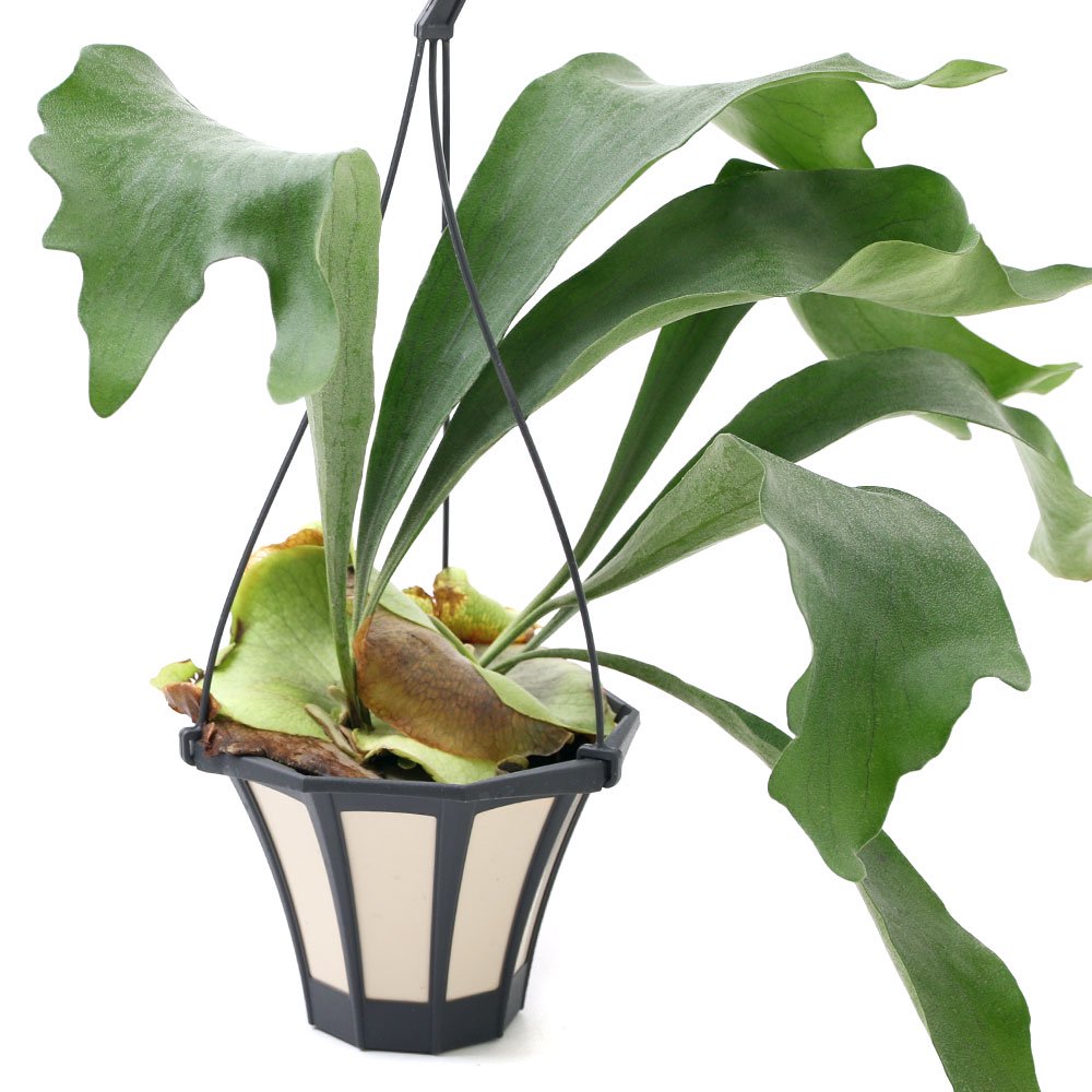 コウモリラン ビカクシダ 吊り鉢タイプ 5号(1鉢) | チャーム