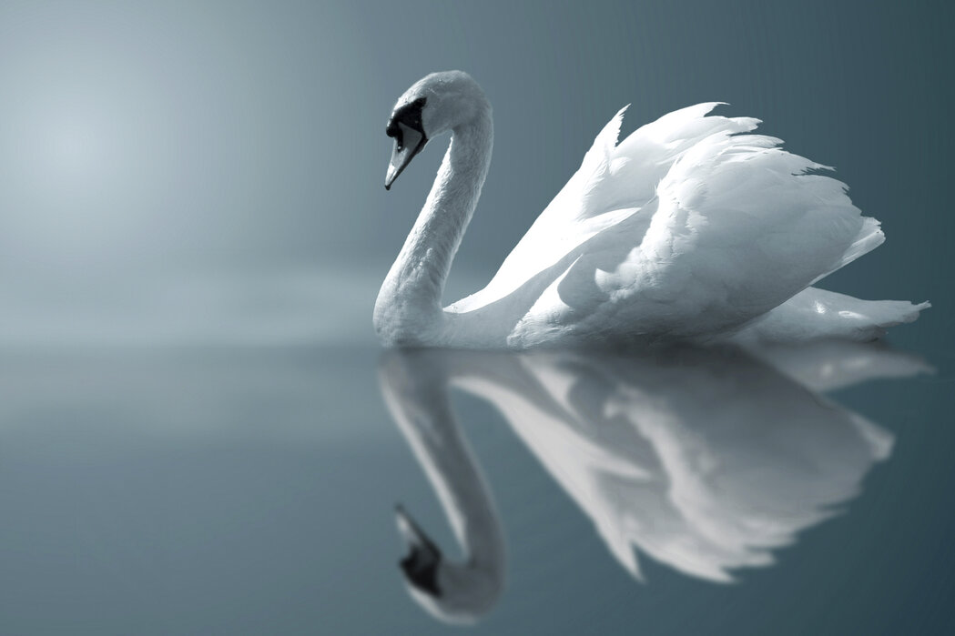 Swan Reflection –トレンディ・ポスター– Photowall