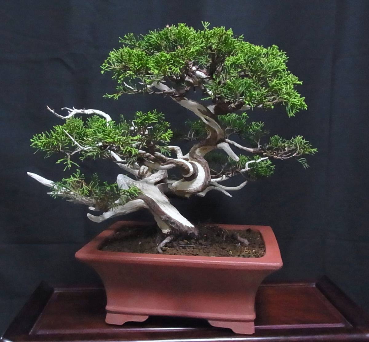 新品】糸魚川真柏 盆栽 樹高29cm ジン シャリ 神 舎利 板幹 銭号鉢