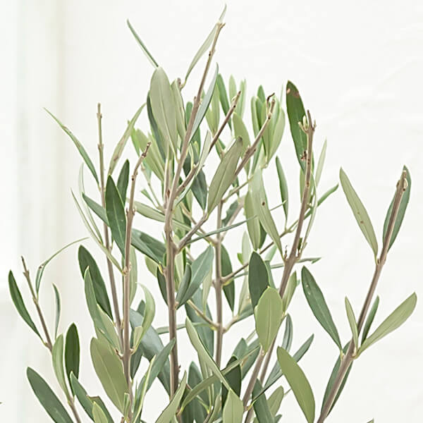 観葉植物「オリーブ8号 バスケット」｜フラワーギフト通販ならイイハナ