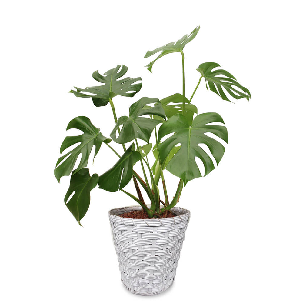 観葉植物「モンステラ8号 バスケット」｜フラワーギフト通販なら