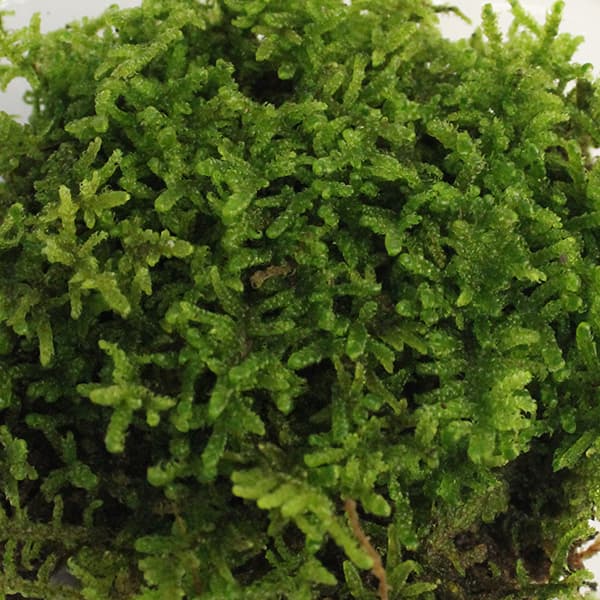 園芸ネット本店｜コケ（苔）：ハイゴケ（這苔）大パック入り（19.5
