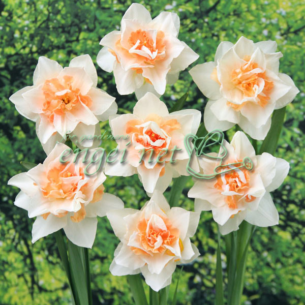 園芸ネット本店｜水仙（八重咲き）：レプリート2球入り の通販【公式】