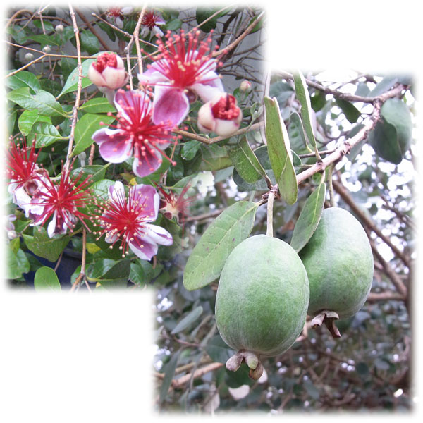 園芸ネット本店｜フェイジョア：アポロ4～4.5号ポット* の通販【公式】