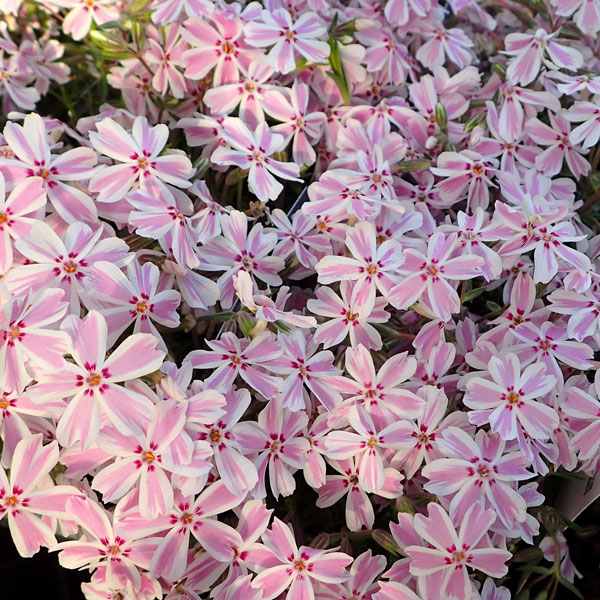 園芸ネット本店｜シバザクラ（芝桜） ：タマノナガレ(多摩の流れ）3号