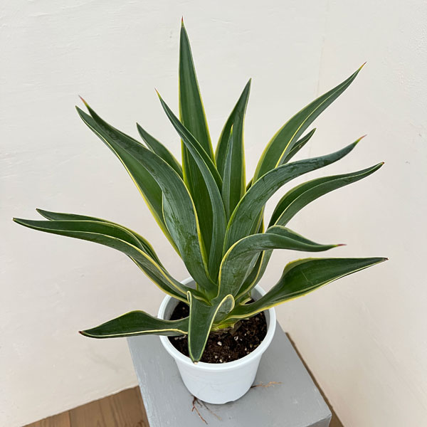 園芸ネット本店｜アガベ：ベネズエラ錦(斑入り）5号鉢植え の通販【公式】