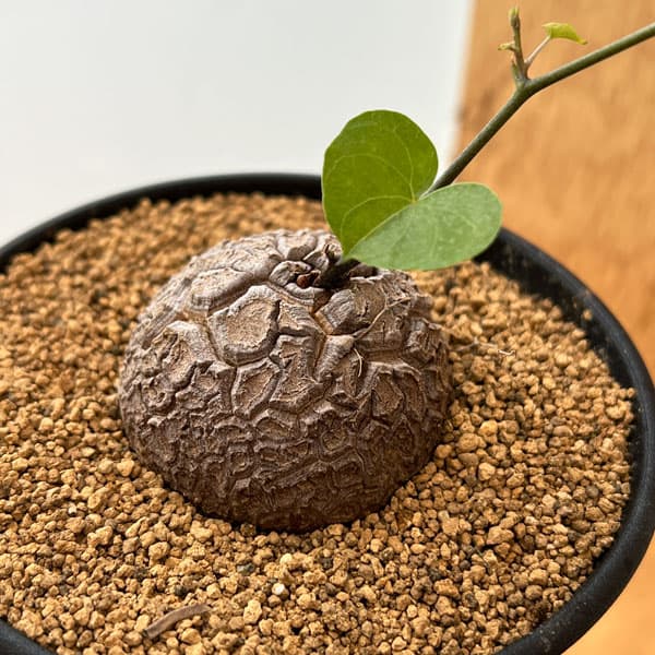 園芸ネット本店｜キッコウリュウ（亀甲竜）：エレファンティペス3.5号