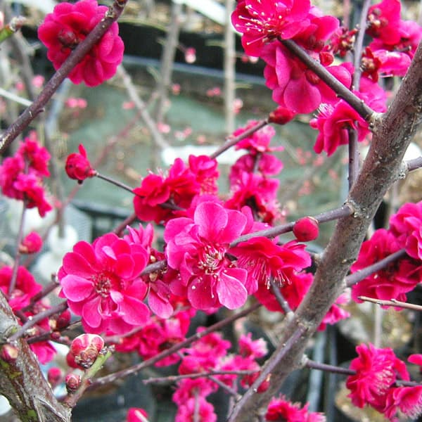 園芸ネット本店｜ハナウメ（花梅）：鹿児島紅（カゴシマベニ）接木苗4