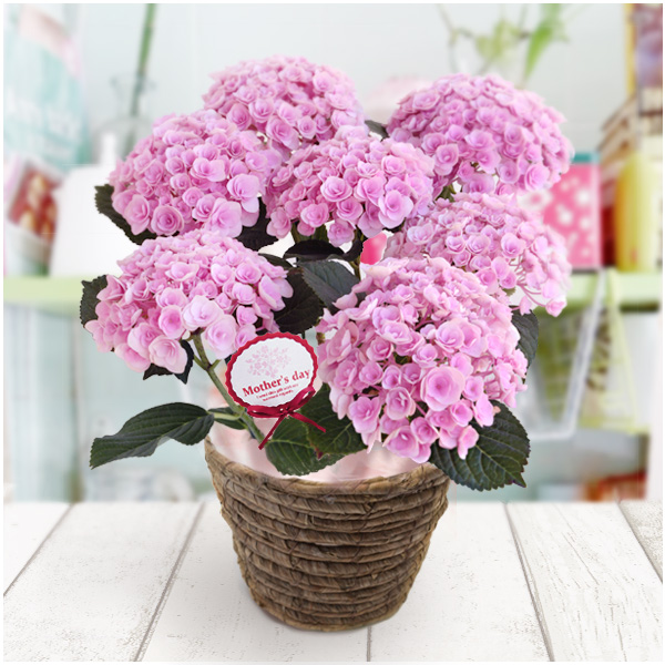 園芸ネット本店｜[送料無料][2016年母の日ギフト][予約]アジサイ