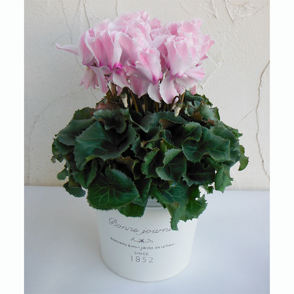 園芸ネット本店｜シクラメン：ルチア ピンク5号鉢植え フレンチブリキ