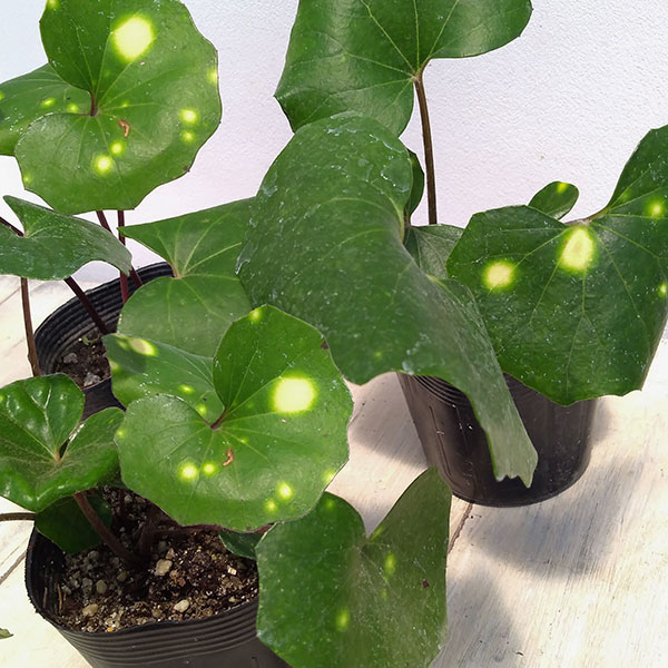 園芸ネット本店｜ツワブキ：星斑つわぶき3.5号ポット 2株セット の通販