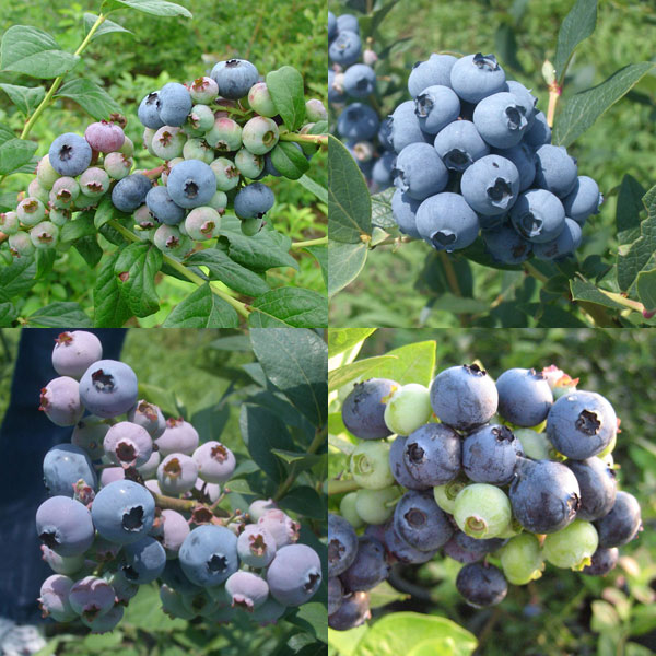 園芸ネット本店｜[送料無料]ブルーベリー：ラビットアイ系品種ミックス