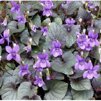 園芸ネット本店｜宿根すみれ紫式部（ビオラ ラブラドリカ選抜種）4号