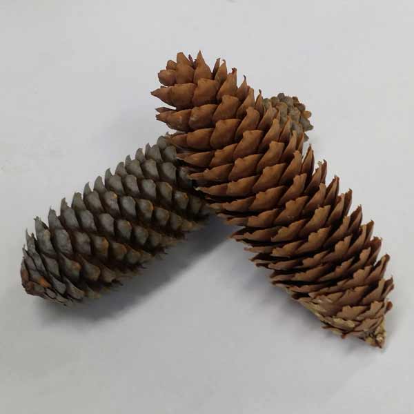 園芸ネット本店｜北海道産松ぼっくり ドイツトウヒ 長さ約15cm 2個