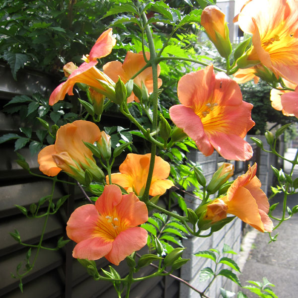 園芸ネット本店｜ノウゼンカズラ：オレンジ系5号ポット の通販【公式】