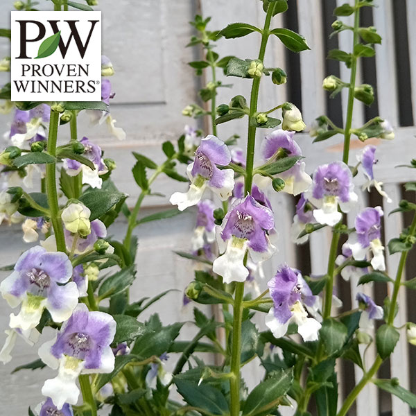 園芸ネット本店｜アンゲロニア エンジェルフェイス：ウェッジウッド