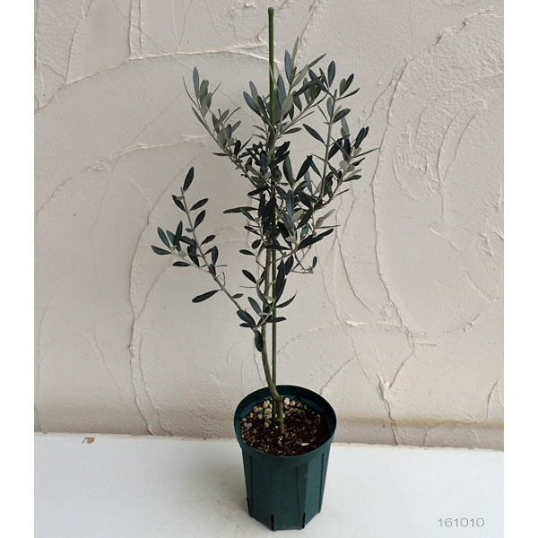園芸ネット本店｜オリーブ：モライオロ5～6号ポット の通販【公式】