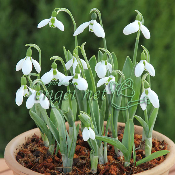 園芸ネット本店｜スノードロップ（一重咲）：ガランサス・エルウィシー