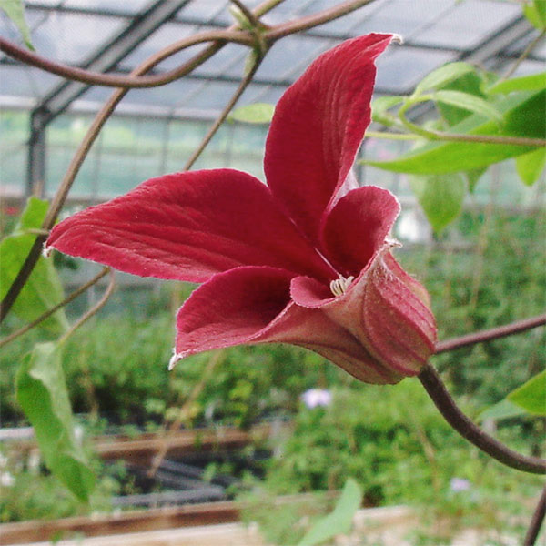 園芸ネット本店｜クレマチス：グレイブタイ ビュティー 3.5号ロング