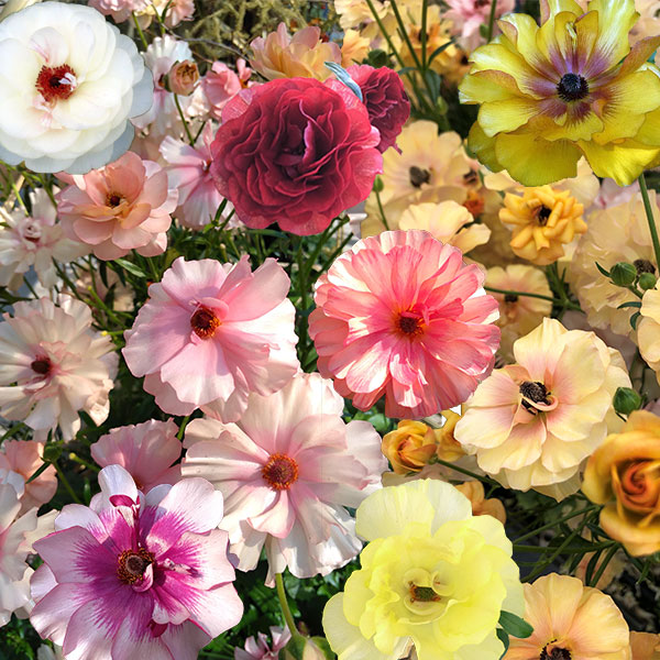 園芸ネット本店｜イベント開催予定！ラナンキュラス：ラックスシリーズ