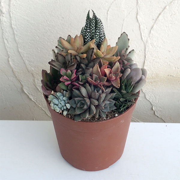 園芸ネット本店｜多肉植物の寄せ植え4号鉢植え の通販【公式】