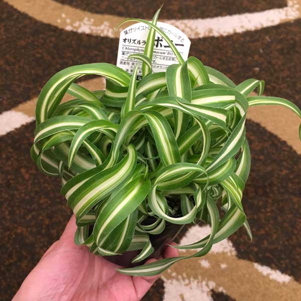 園芸ネット本店｜オリヅルラン：ボニー3号ポット 3株セット の通販【公式】