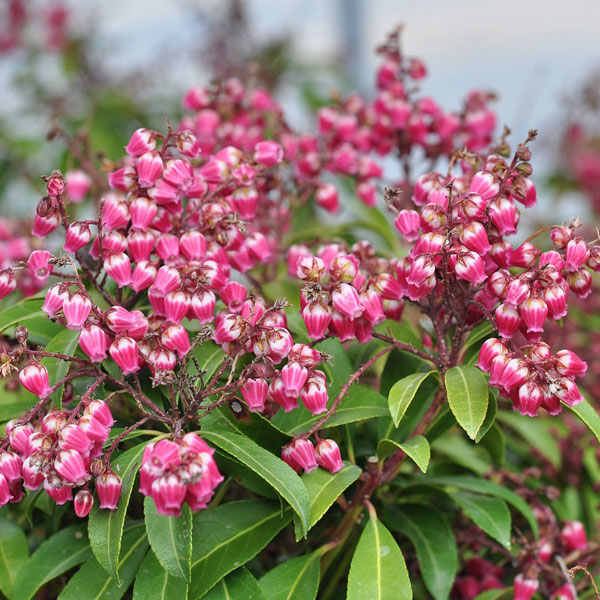 園芸ネット本店｜アセビ（馬酔木）：パッション3.5号ポット の通販【公式】