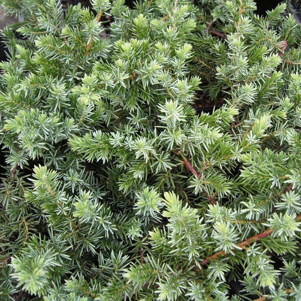 園芸ネット本店｜ジュニペルス：ブルーパシフィック5号ポット 8株