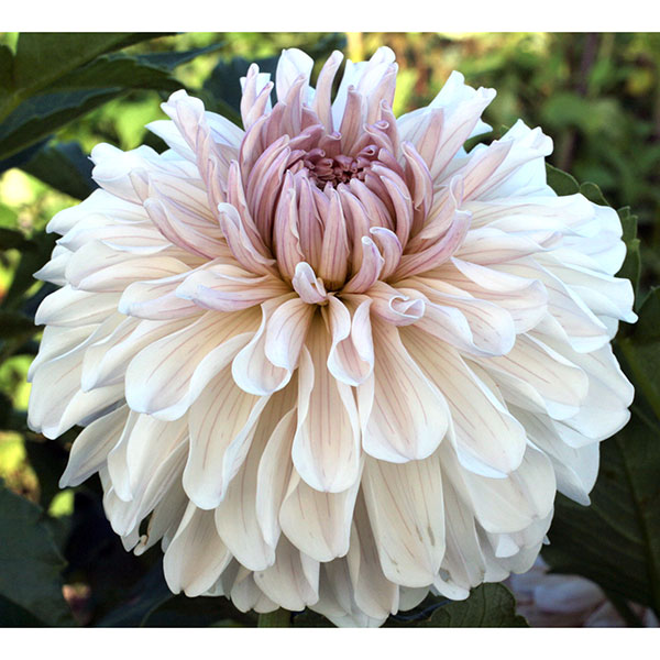 園芸ネット本店｜[26年3月中下旬予約]ダリアの球根：（中大輪