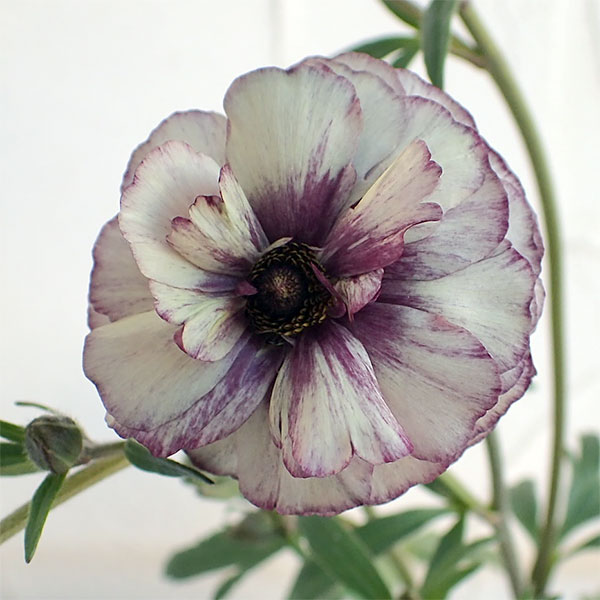 園芸ネット本店｜ラナンキュラス：ラックス アイオリア5号鉢植え の